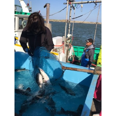 【いすみ市産】天然とらふぐ2尾盛り【配送不可地域：離島】
