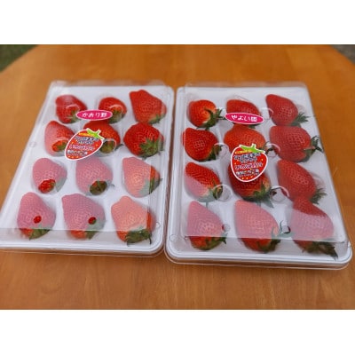 増田いちご園の大粒いちご　12粒×2パック【配送不可地域：離島】