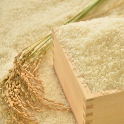 【千葉県いすみ市産】コシヒカリブレンド　精米20kg(10kg×2袋)