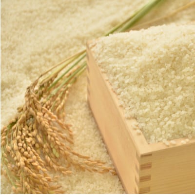 【千葉県いすみ市産】コシヒカリブレンド　精米10kg(5kg×2袋)