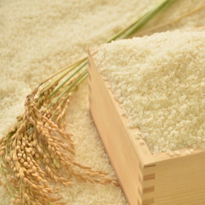 【令和7年産米】　ふっくら大粒　千葉県いすみ市産粒すけ　精米10kg(5kg×2袋)