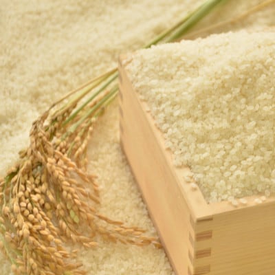 【令和7年産米】　ふっくら大粒　千葉県いすみ市産粒すけ　精米5kg