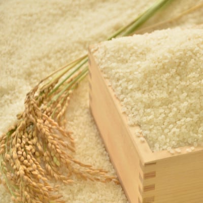 【令和7年産米】　千葉県いすみ市産　コシヒカリ精米10kg(5kg×2袋)