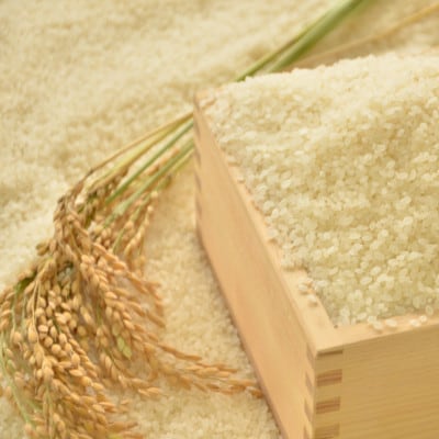 【令和7年産米】　千葉県いすみ市産　コシヒカリ精米5kg