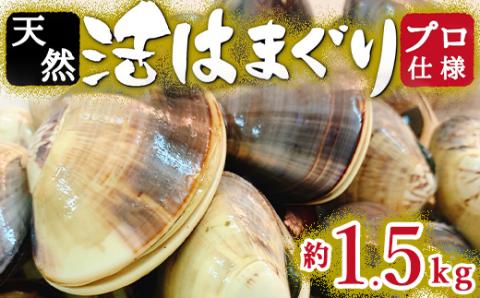 天然はまぐり約1.5kg (千葉県産)【配送不可地域：離島・沖縄県】
