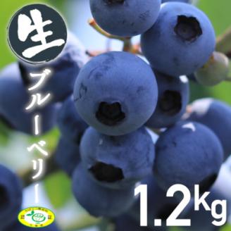 いすみのブルーベリー【配送不可地域：離島】