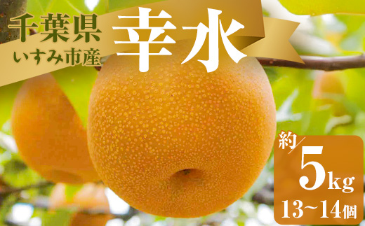 【2026年発送先行受付】いすみ市産幸水梨　約5kg(13～14個)