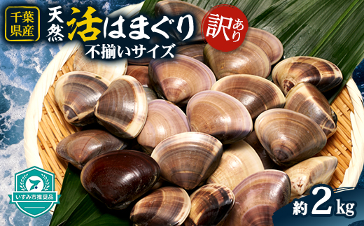 (( 訳あり ))　天然活はまぐり　約2.0kg【配送不可地域：離島・沖縄県】