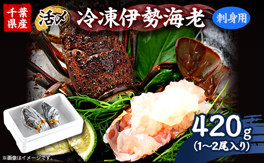 刺身用活〆冷凍伊勢海老420g【配送不可地域：離島】