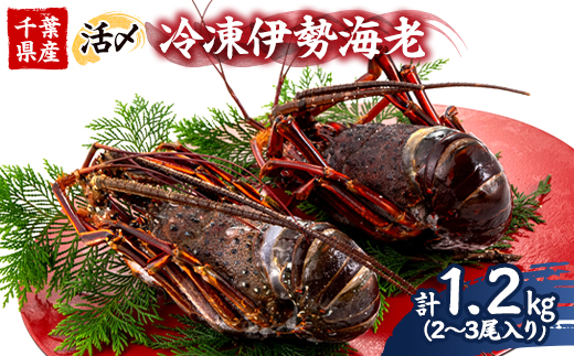 活〆冷凍伊勢海老 1.2kg【配送不可地域：離島】