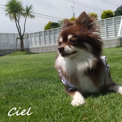 【PFリゾート】共通宿泊券(2名様1泊分)1棟貸切 愛犬と泊まれる海辺の別荘