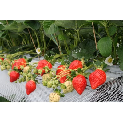 増田いちご園の大粒いちご　12粒×2パック【配送不可地域：離島】