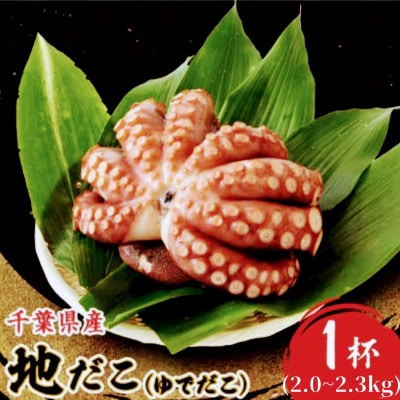 地だこ 1杯(2.0～2.3kg)【配送不可地域：離島】