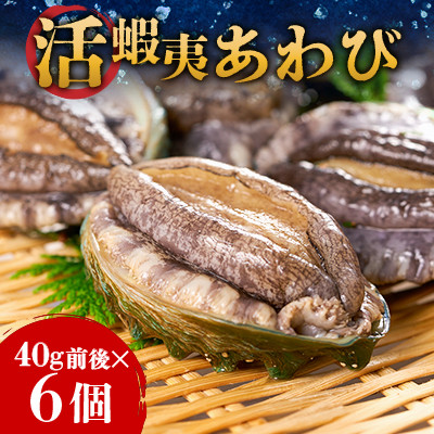 活き蝦夷あわび　6個【配送不可地域：離島・北海道・沖縄県・東北・中国・四国・九州】