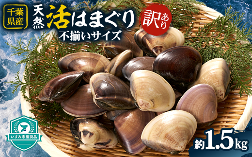 (( 訳あり ))　天然活はまぐり約1.5kg【配送不可地域：離島・沖縄県】