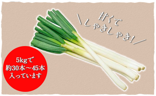 ★先行予約★【2025年12月発送開始予定】千葉県大網白里市産　長ネギ　L～2Lサイズ　5㎏（約30本～45本）AV001