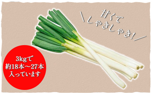 ★先行予約★【2025年12月発送開始予定】千葉県大網白里市産　長ネギ　L～2Lサイズ　3㎏（約18本～27本）AV002