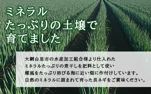 ★先行予約★【2025年12月発送開始予定】千葉県大網白里市産　長ネギ　L～2Lサイズ　5㎏（約30本～45本）AV001