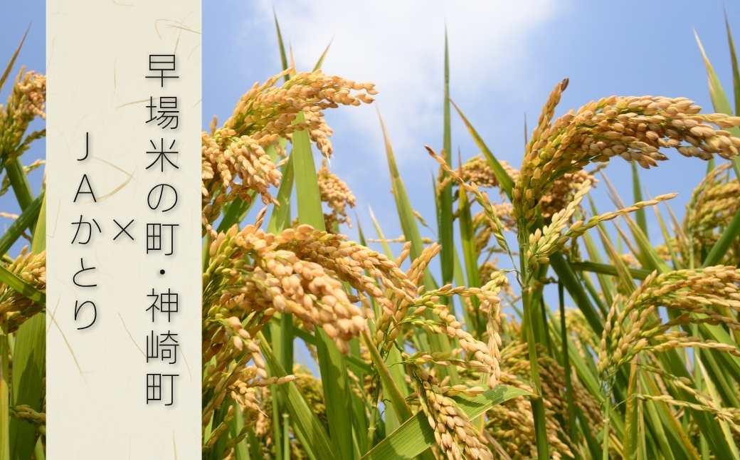 コシヒカリ精米5kg×4袋[001-a005]【千葉県神崎町ふるさと納税】