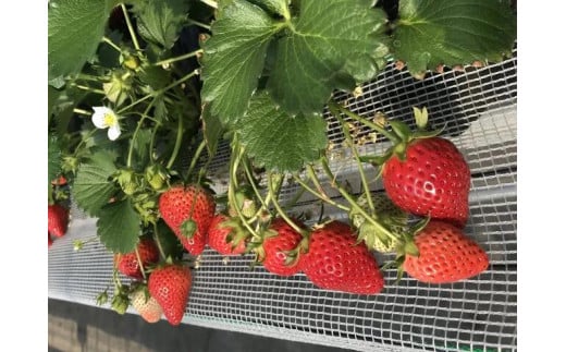 いちご狩り参加券[010-a009-a]【千葉県神崎町ふるさと納税】