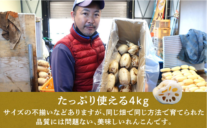 千葉県れんこん部門注文数最上位達成！【訳あり】無選別 神崎町ふるさと れんこん（4kg）（※4～7月受付分は8月以降順次発送）[013-a002]