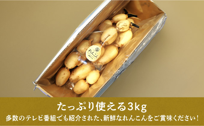 大人気！神崎町ふるさと 無選別 れんこん （3kg）（※4～7月受付分は8月以降順次発送）[013-a007]