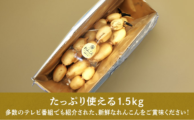千葉県れんこん部門注文数最上位達成！無選別 神崎町ふるさと れんこん（1.5kg）（※4～7月受付分は8月以降順次発送）[013-a008]
