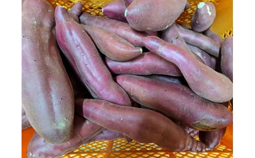 【先行予約・1月中旬以降出荷】神崎町産べにはるか 「さつまいも」無選別 5kg[016-a009]【千葉県神崎町ふるさと納税】