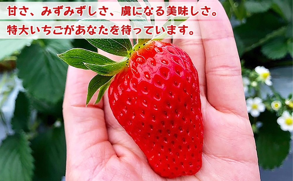 【1～4月限定】甘くてジューシー！ベリーファームテトラのいちご狩り体験（大人2名）[020-a001]