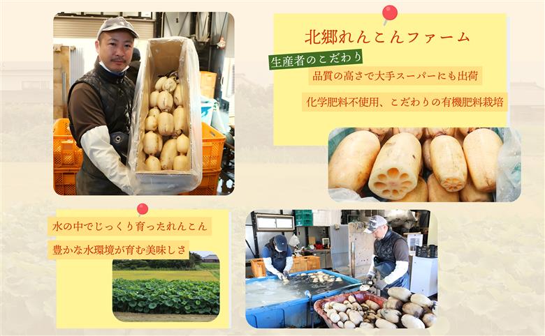 【テレビでも話題】千葉県神崎町産れんこん 2kg有機肥料栽培の甘みとシャキシャキ食感（真空パック・冷蔵配送）（※4月～8月は出荷不可）[022-a001]