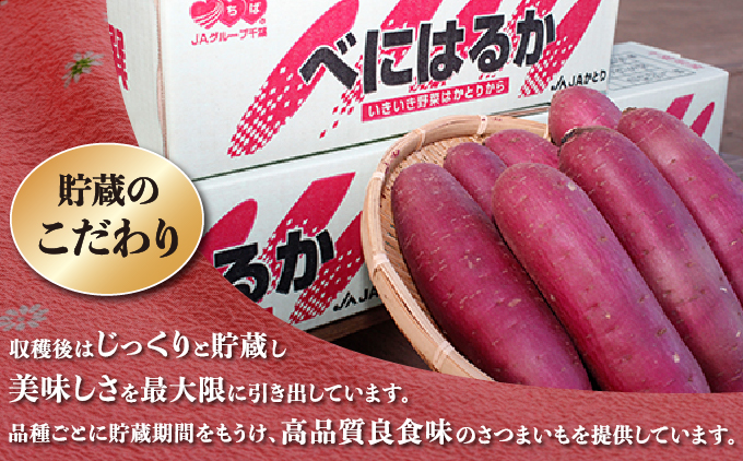 千葉県神崎町 JAかとり産 さつまいも 紅はるか Mサイズ20本入り 甘み濃厚 しっとり食感 焼き芋・干し芋に《先行予約・2025年12月～発送》べにはるか ベニハルカ  [001-a001]