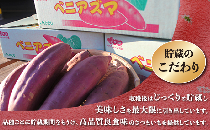 千葉県神崎町 JAかとり産 さつまいも 紅あずま Mサイズ20本入り ほくほく香ばしい 定番の味 焼き芋・干し芋に べにあずま ベニアズマ  [001-a003]