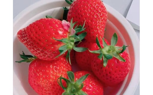 いちご狩り参加券[010-a009-a]【千葉県神崎町ふるさと納税】