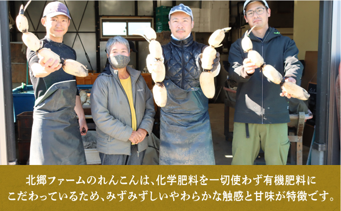 千葉県れんこん部門注文数最上位達成！【訳あり】無選別 神崎町ふるさと れんこん（4kg）（※4～7月受付分は8月以降順次発送）[013-a002]