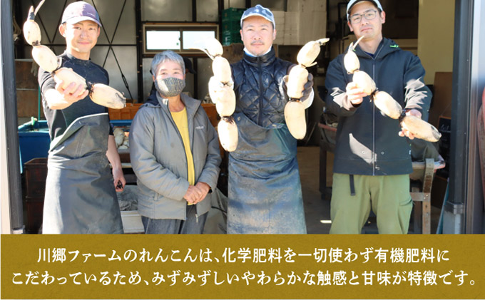 大人気！神崎町ふるさと 無選別 れんこん （3kg）（※4～7月受付分は8月以降順次発送）[013-a007]