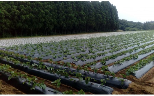 【先行予約・1月中旬以降出荷】神崎町産べにはるか 「さつまいも」無選別 10?[016-a010]【千葉県神崎町ふるさと納税】