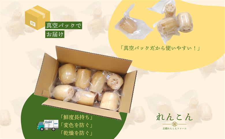 【テレビでも話題】千葉県神崎町産れんこん 2kg有機肥料栽培の甘みとシャキシャキ食感（真空パック・冷蔵配送）（※4月～8月は出荷不可）[022-a001]