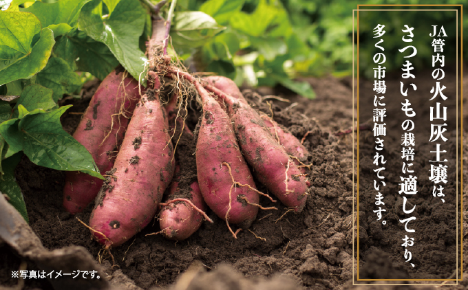 千葉県神崎町 JAかとり産 さつまいも 紅あずま Mサイズ20本入り ほくほく香ばしい 定番の味 焼き芋・干し芋に べにあずま ベニアズマ  [001-a003]