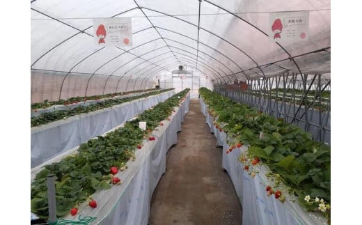 いちご狩り参加券[010-a009-a]【千葉県神崎町ふるさと納税】