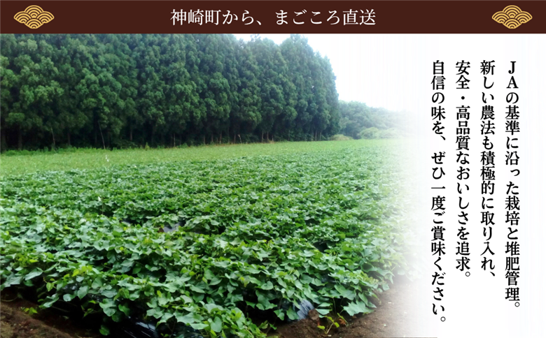 ＼焼き芋も天ぷらもおまかせ！／神崎町産べにあずま 洗い さつまいも 5kg｜ホクホク甘い万能タイプ（9月・10月・1月～5月に順次発送）[016-a004]【千葉県神崎町ふるさと納税】 洗い 5kg