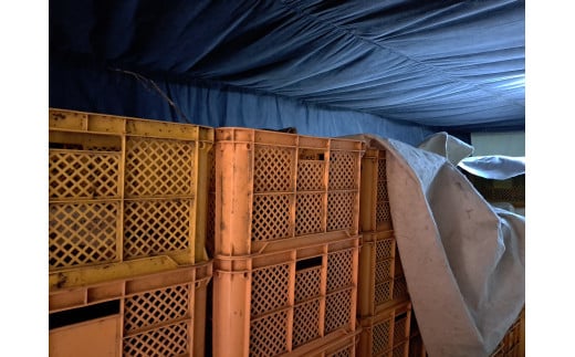 【先行予約・1月中旬以降出荷】神崎町産べにはるか 「さつまいも」無選別 10?[016-a010]【千葉県神崎町ふるさと納税】