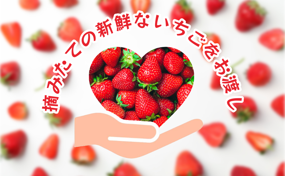 【いちご農園でお渡し・1～4月限定】甘くてジューシー！ベリーファームテトラの新鮮いちご引換券（2パック）[020-a002]