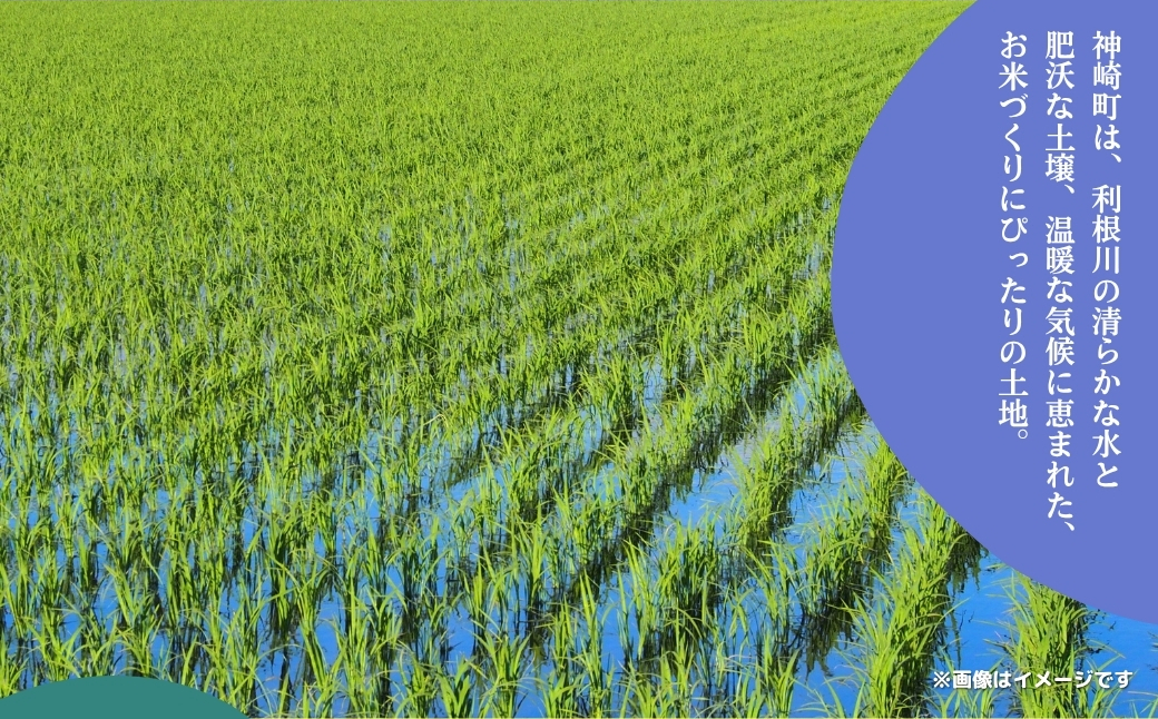 《先行予約・令和7年産米》千葉県神崎町産ふさおとめ・ふさこがね食べ比べセット 5kg×各1袋 ｜早場米産地のお米を食卓へ｜9月以降順次発送予定｜数量限定【精米 米 お米 お米 白米 ご飯 白ごはん 弁当 5キロ 10キロ 20キロ 千葉県神崎町ふるさと納税】 [025-a005]