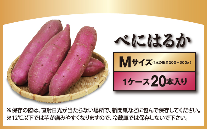 千葉県神崎町 JAかとり産 さつまいも 紅はるか Mサイズ20本入り 甘み濃厚 しっとり食感 焼き芋・干し芋に《先行予約・2025年12月～発送》べにはるか ベニハルカ  [001-a001]