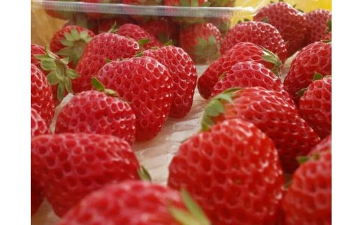 いちご狩り参加券[010-a009-a]【千葉県神崎町ふるさと納税】