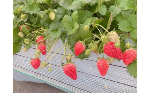 いちご狩り参加券[010-a009-a]【千葉県神崎町ふるさと納税】