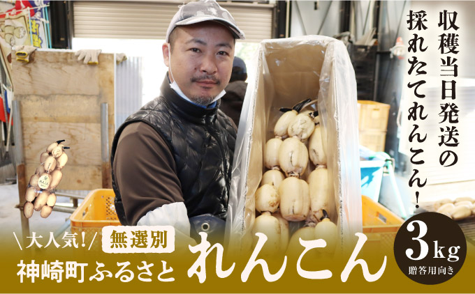 大人気！神崎町ふるさと 無選別 れんこん （3kg）（※4～7月受付分は8月以降順次発送）[013-a007]