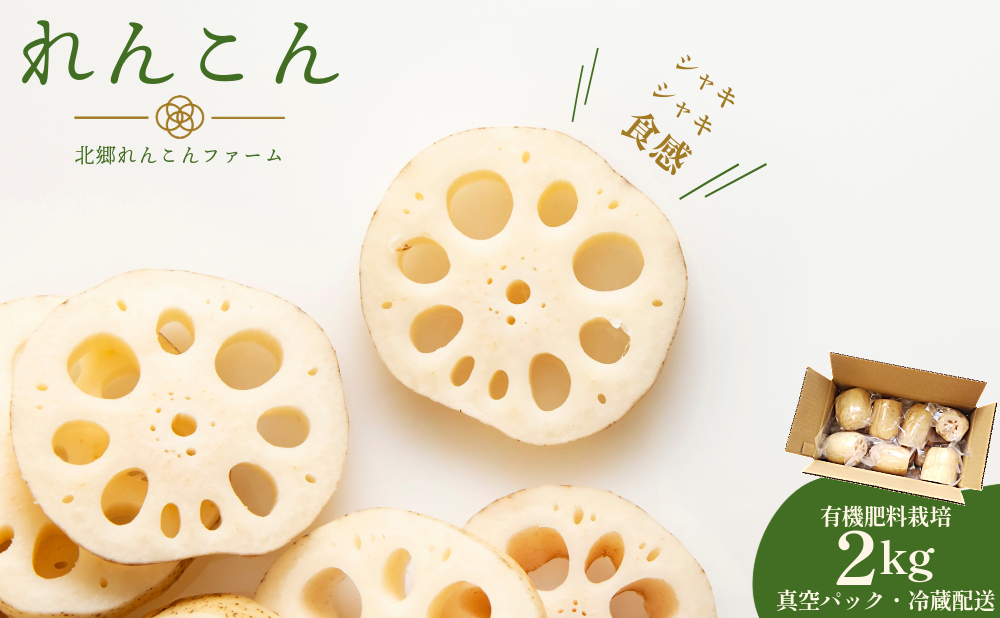 【テレビでも話題】千葉県神崎町産れんこん 2kg有機肥料栽培の甘みとシャキシャキ食感（真空パック・冷蔵配送）（※4月～8月は出荷不可）[022-a001]