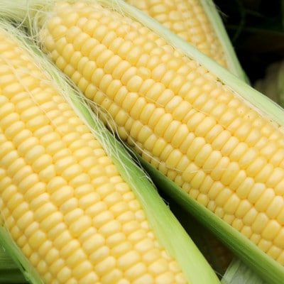 大村農場の朝採り極甘とうもろこしゴールドラッシュ13本(6月下旬から発送)【配送不可地域：離島】