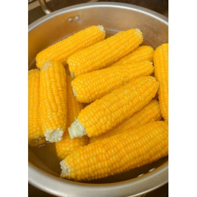 朝採れ　千葉県多古町産スイートコーン　10本入り【配送不可地域：離島・沖縄県】